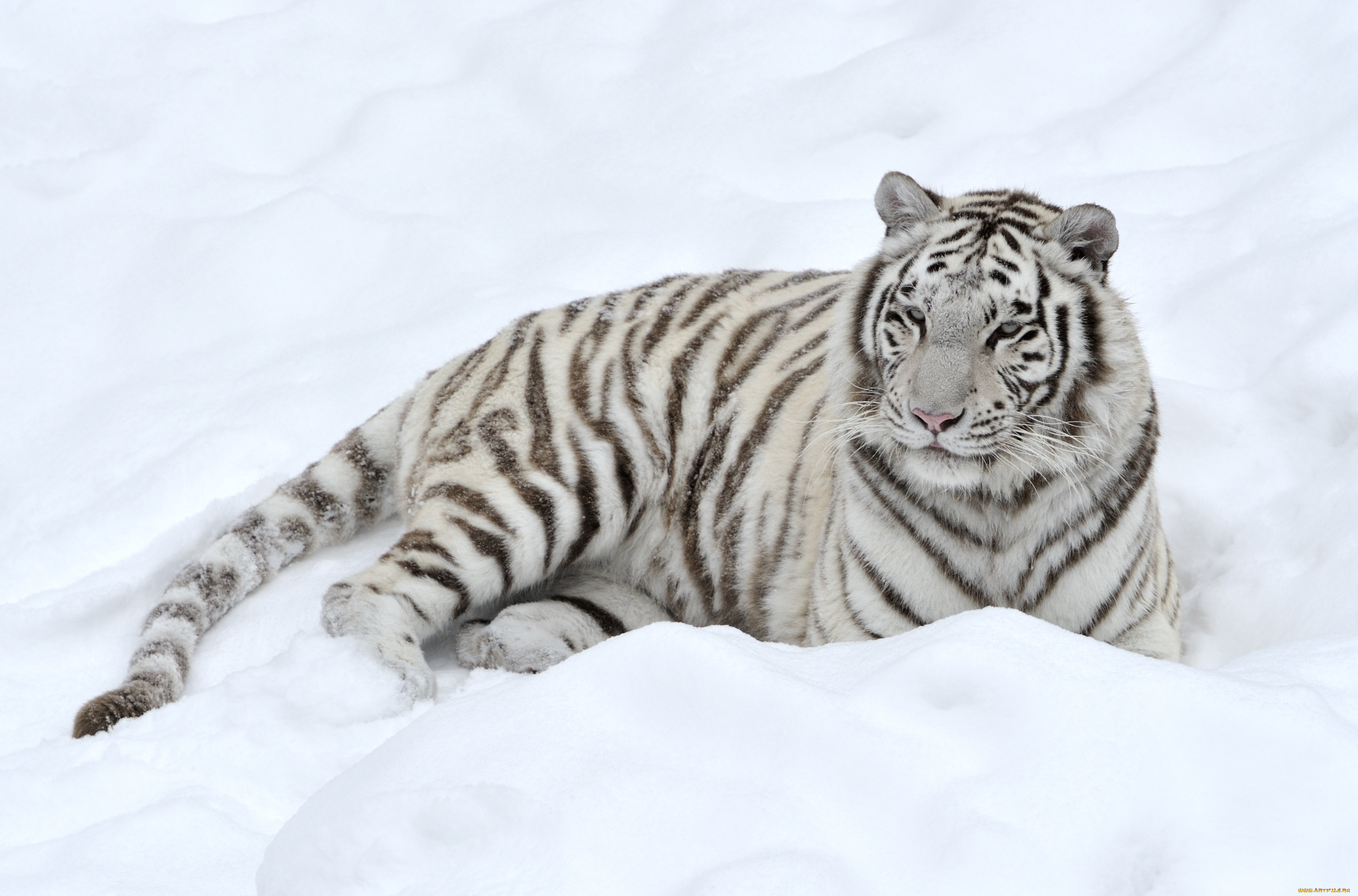 Бенгальские тигры пенза. Уссурийский тигр белый. Амурский тигр белый. Амурский тигр и белый тигр. Бенгал снежный тигр.